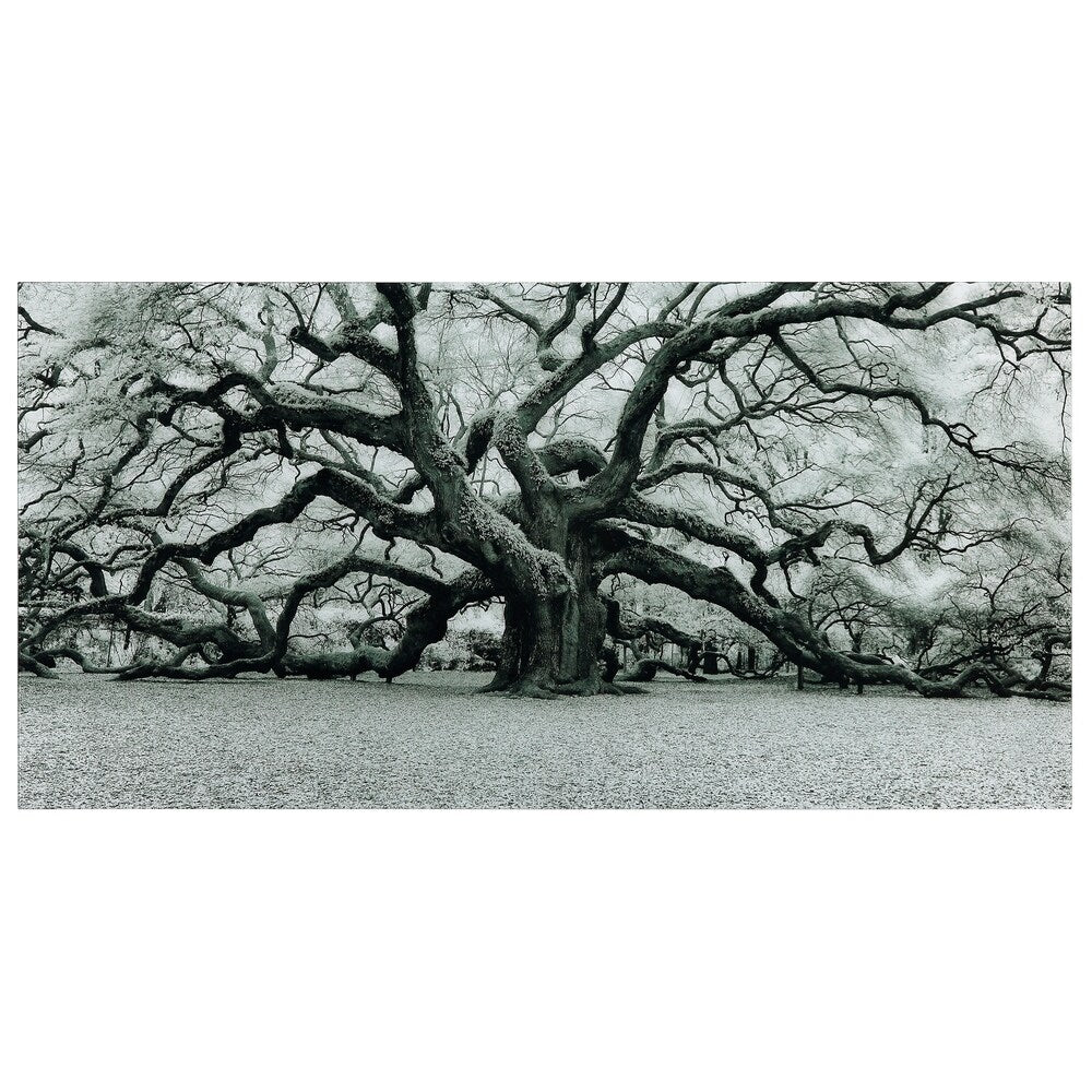 The Angel Oak Frameless Free Floating Tempered Art Glass Wall Art by EAD Art Coop