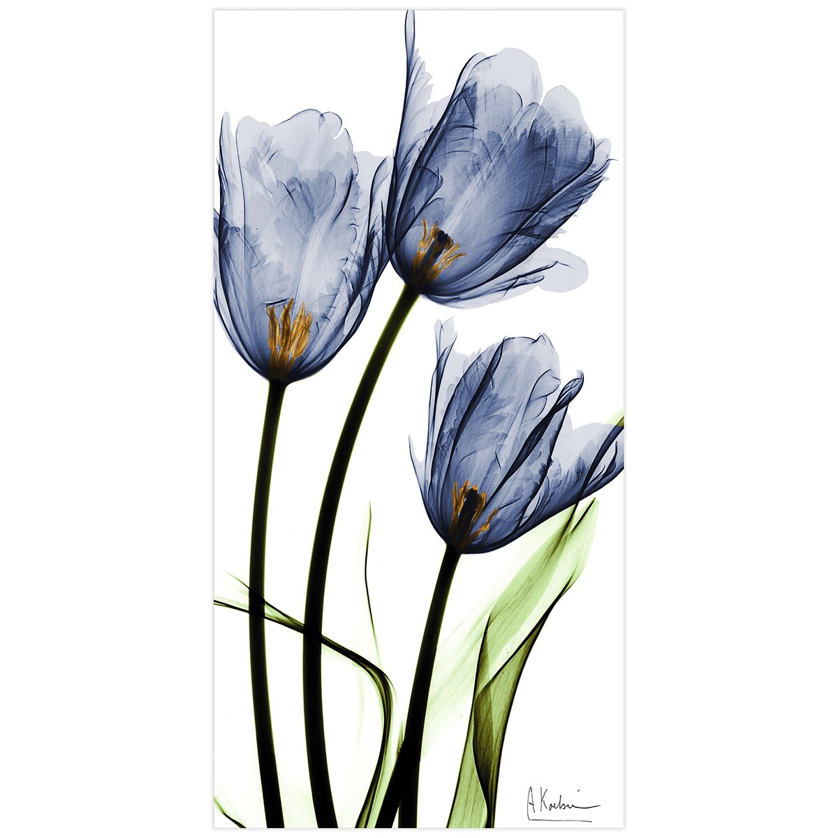 Three Blue Tulips Frameless Free Floating Tempered Glass Panel Graphic Wall Art