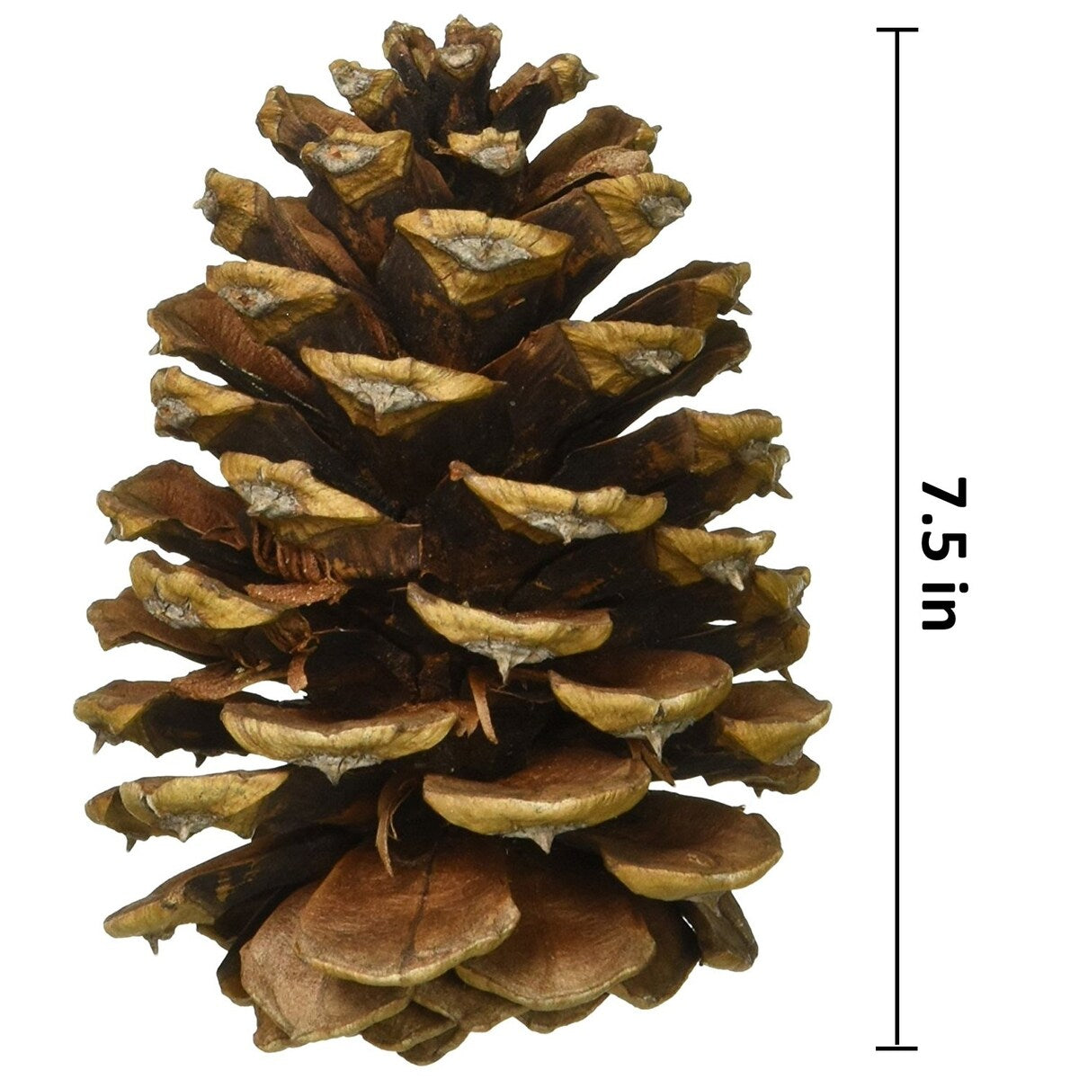 Homvare Long Leaf Pine Cones 6-8 Unscented Artificial Ornament for Fall, Thanksgiving and Christmas Decorations, 2 Pieces