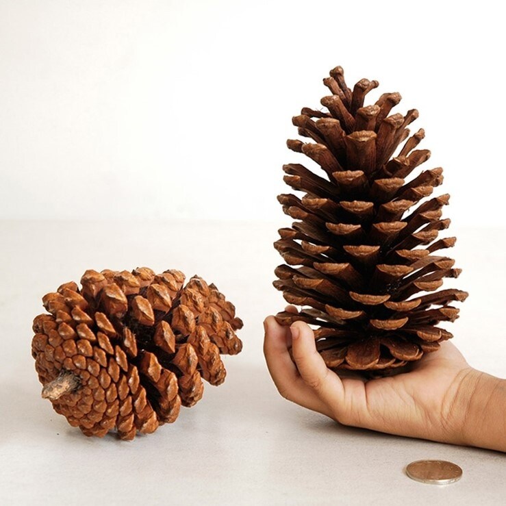 Homvare Long Leaf Pine Cones 6-8 Unscented Artificial Ornament for Fall, Thanksgiving and Christmas Decorations, 2 Pieces