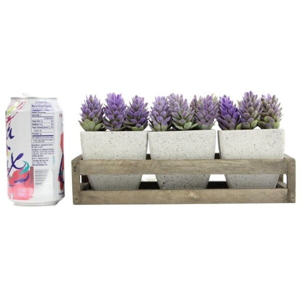 Summer Succulents in wooden tray Set of 3 Pots, Purple - ABN5P021-PRPL