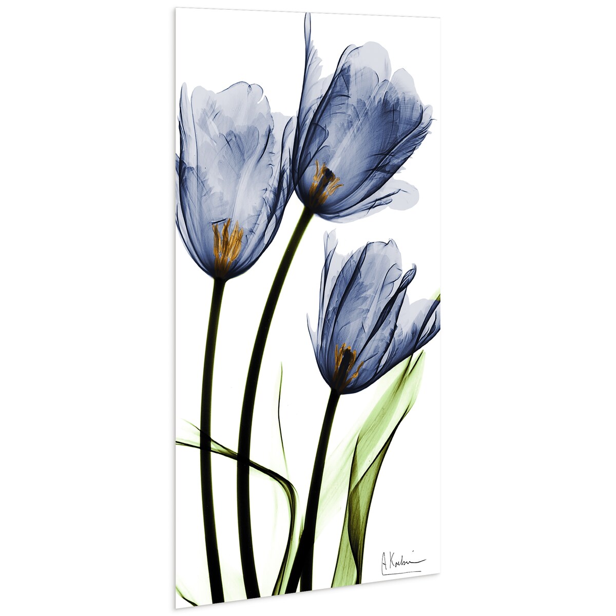 Three Blue Tulips Frameless Free Floating Tempered Glass Panel Graphic Wall Art