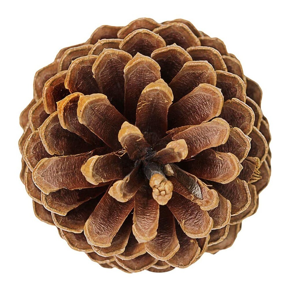 Homvare Long Leaf Pine Cones 6-8 Unscented Artificial Ornament for Fall, Thanksgiving and Christmas Decorations, 2 Pieces