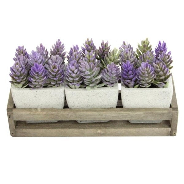 Summer Succulents in wooden tray Set of 3 Pots, Purple - ABN5P021-PRPL