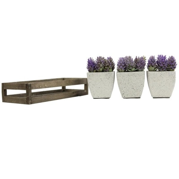 Summer Succulents in wooden tray Set of 3 Pots, Purple - ABN5P021-PRPL