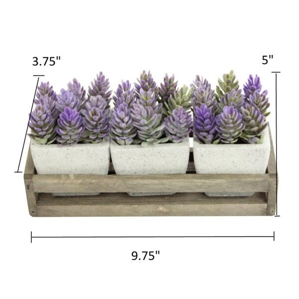 Summer Succulents in wooden tray Set of 3 Pots, Purple - ABN5P021-PRPL