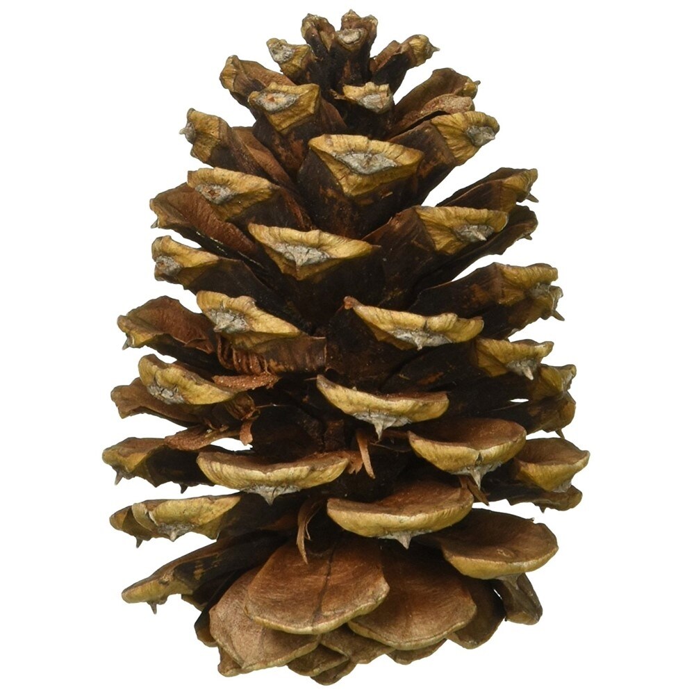 Homvare Long Leaf Pine Cones 6-8 Unscented Artificial Ornament for Fall, Thanksgiving and Christmas Decorations, 2 Pieces