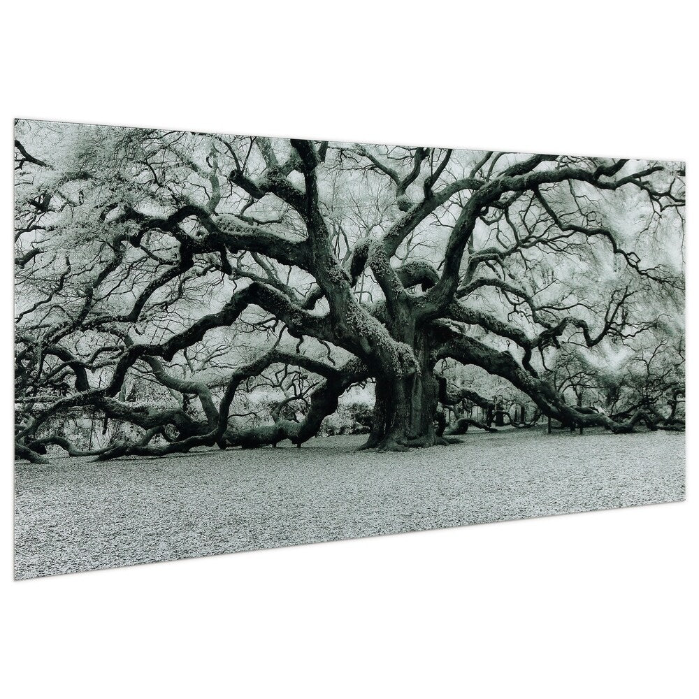 The Angel Oak Frameless Free Floating Tempered Art Glass Wall Art by EAD Art Coop