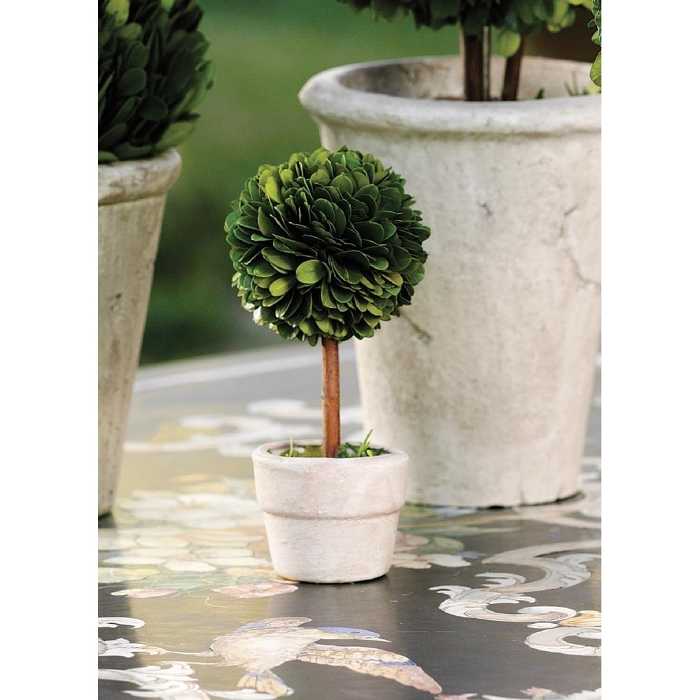 6 Tall Preserved Boxwood Topiary, Ball Shaped (Set of 6)