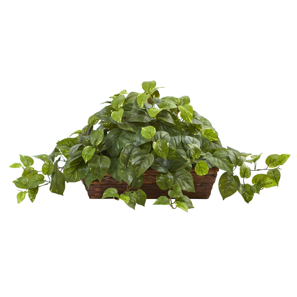 Pothos w/Ledge Basket - Green