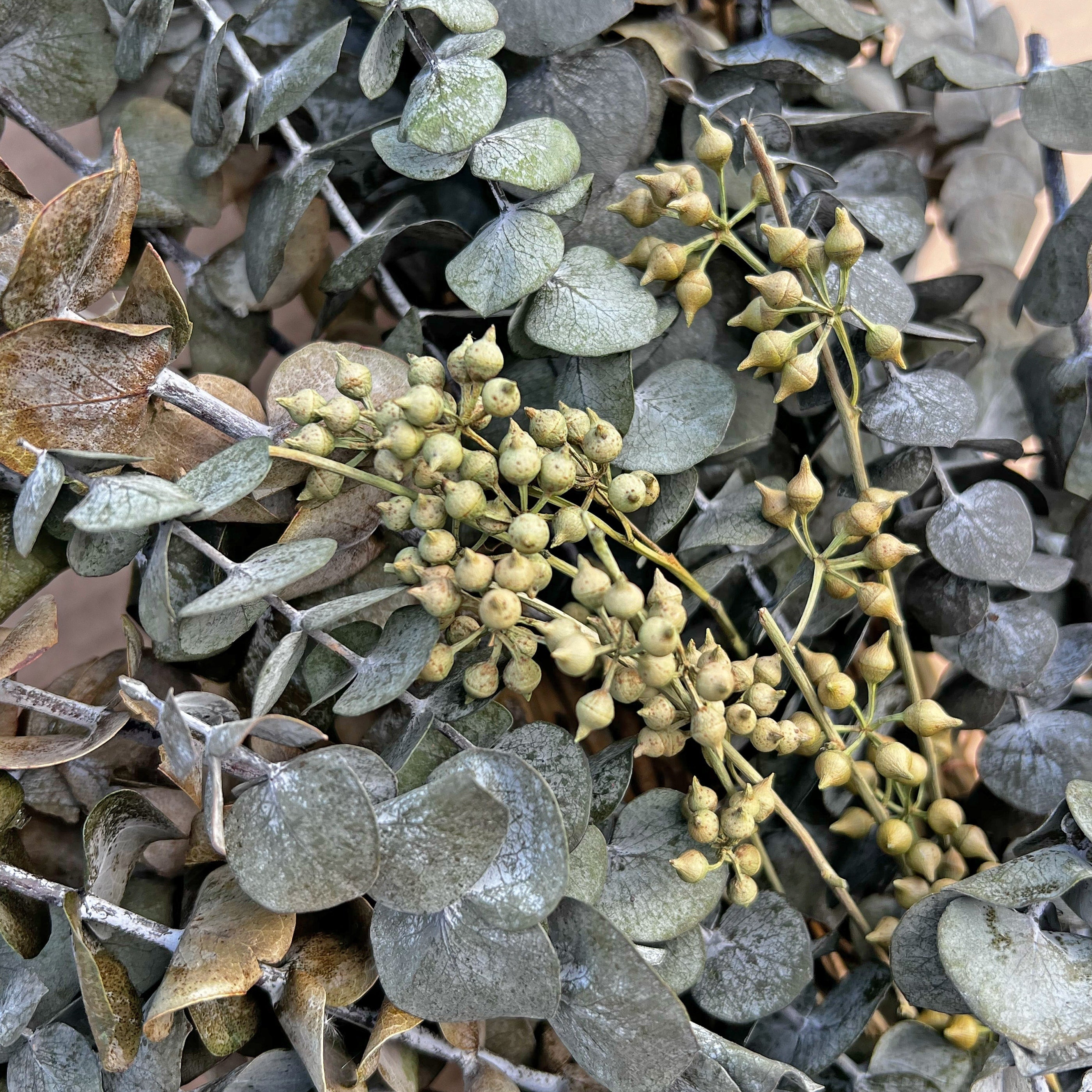 Preserved Decorative Real Dried Eucalyptus Wreath - Green