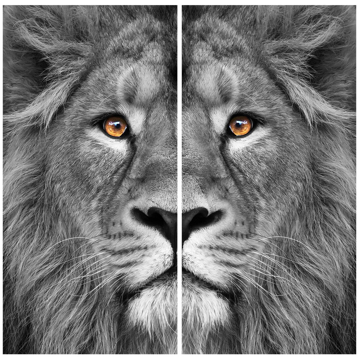 King of the Jungle AB Frameless Free Floating Tempered Glass Panel Graphic Wall Art