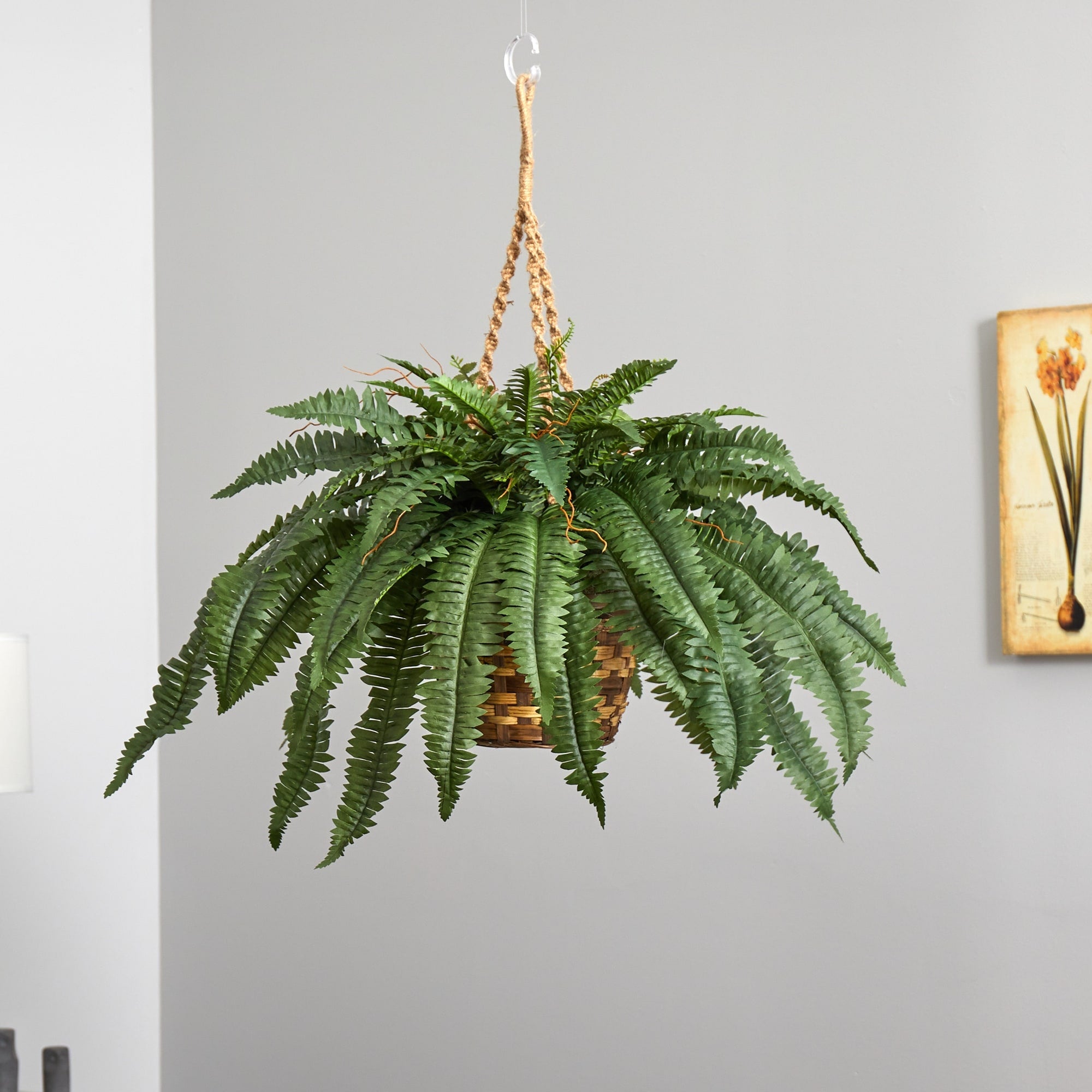 Large Boston Fern Hanging Basket - Green