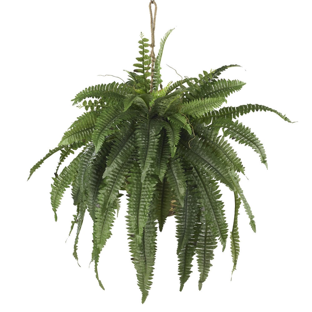 Large Boston Fern Hanging Basket - Green