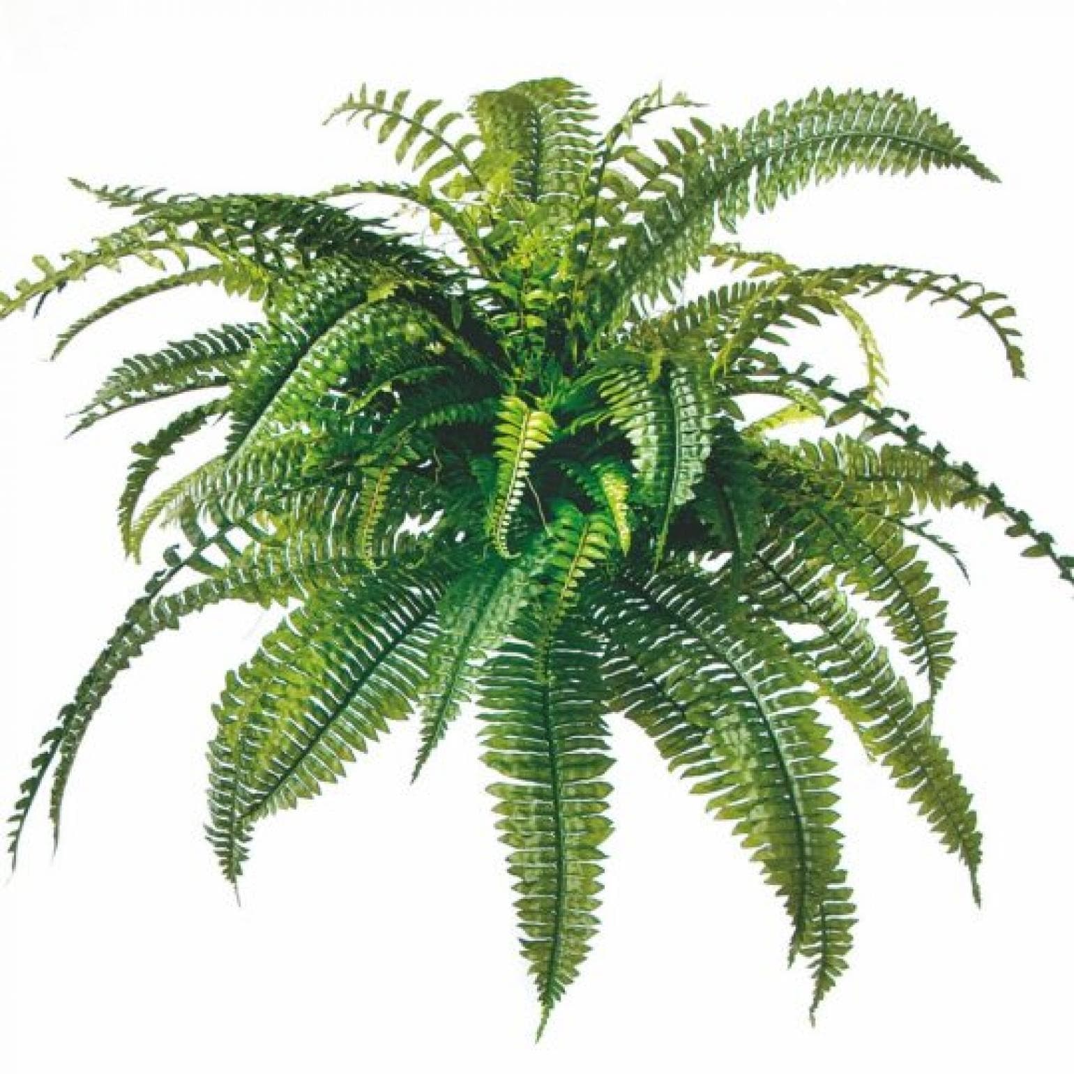 Boston Fern Faux Plants And Trees