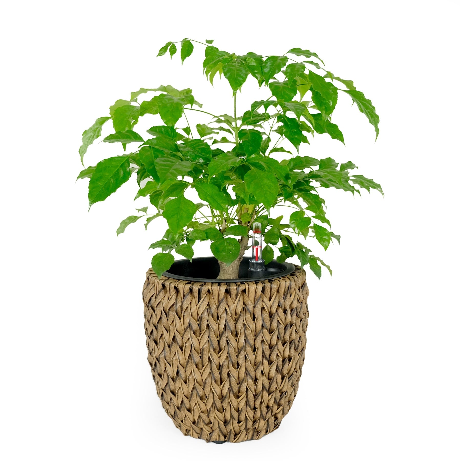 DTY Signature Self-watering Wicker Planter - Garden Decoration Pot