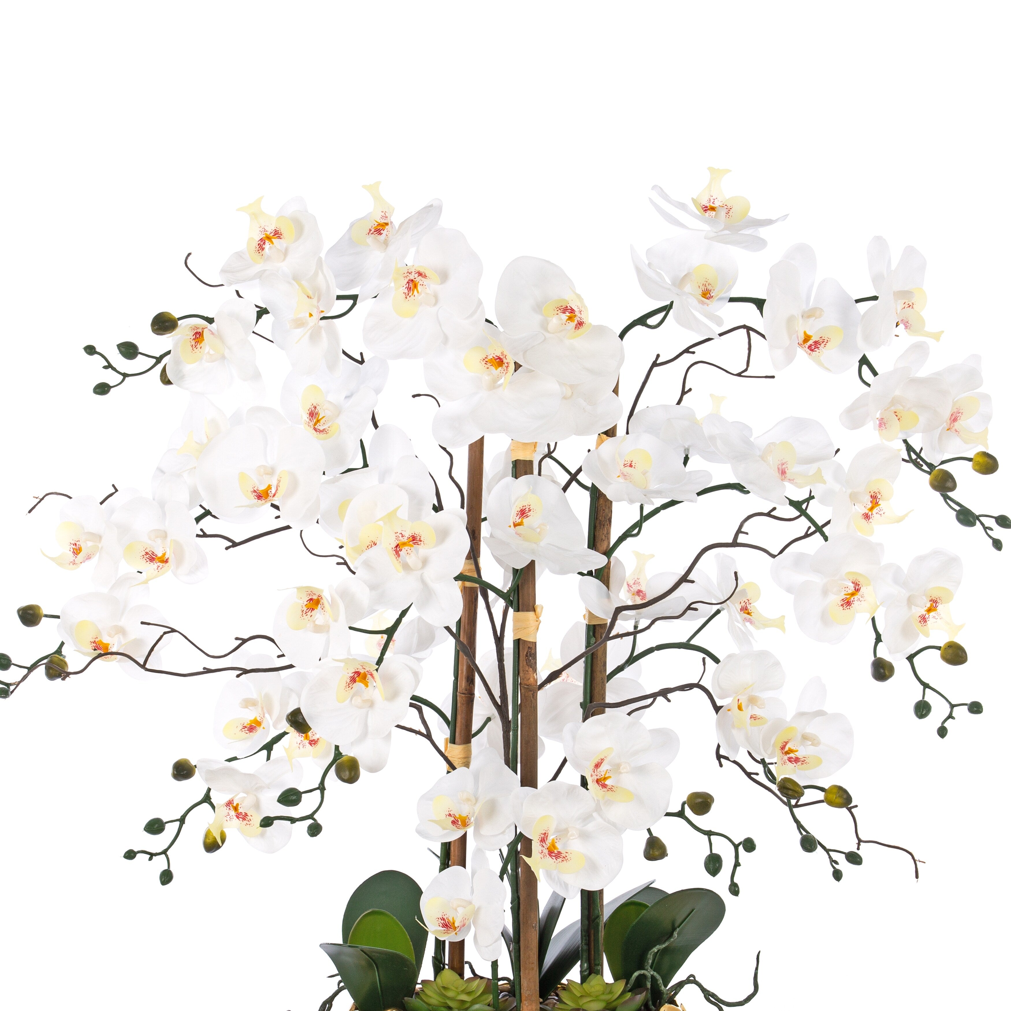 8 Stems Real Touch Phalaenopsis Plastic Orchids with Succulents in White Ceramic Pot - 35.43 H x 31.5 W x 31.5  D