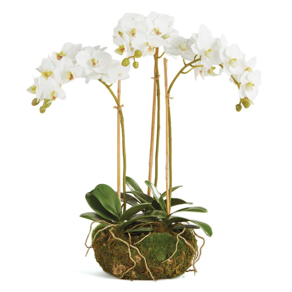 Phalaenopsis Orchid Mini Garden Drop-In 16 - White