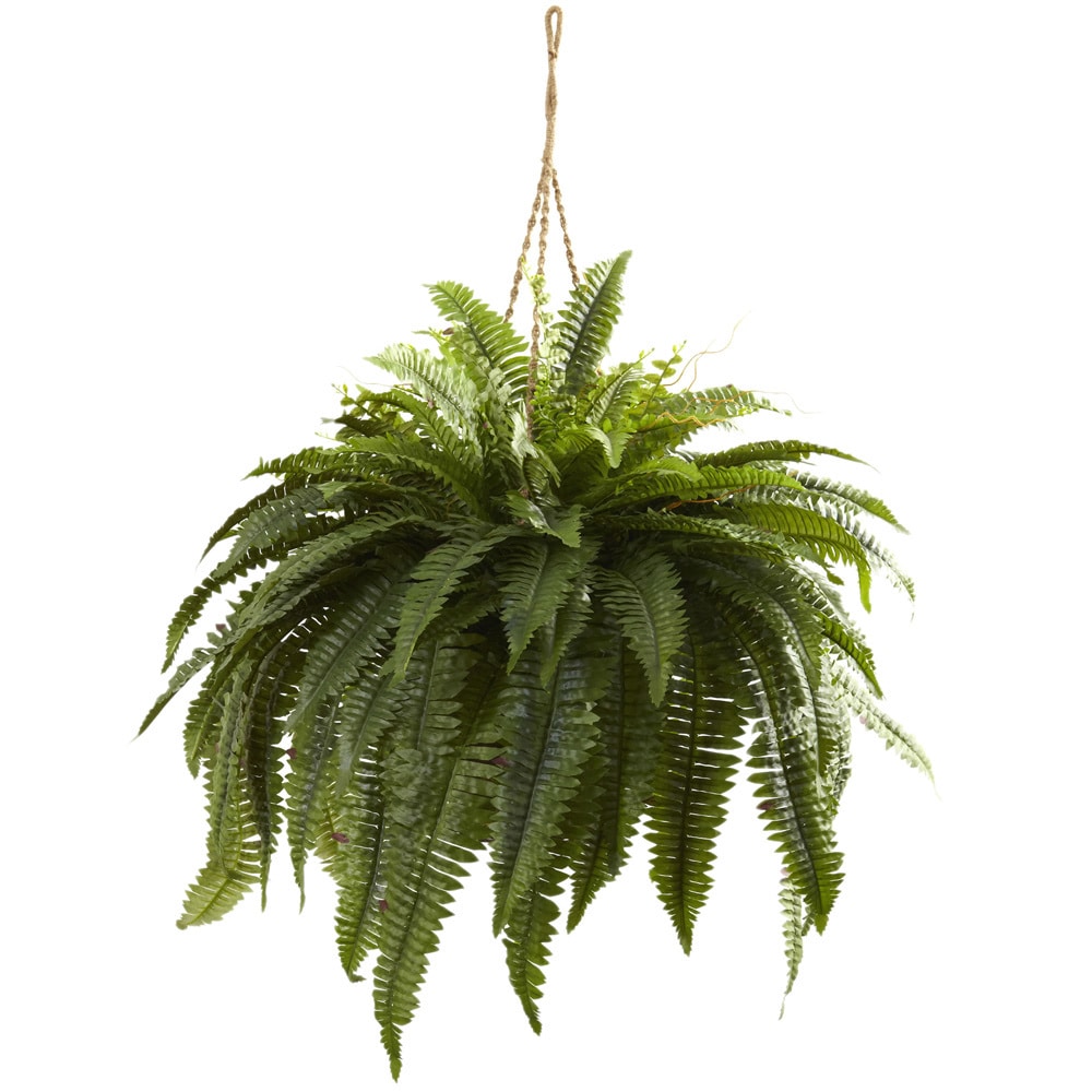 Double Giant Boston Fern Hanging Basket - Green