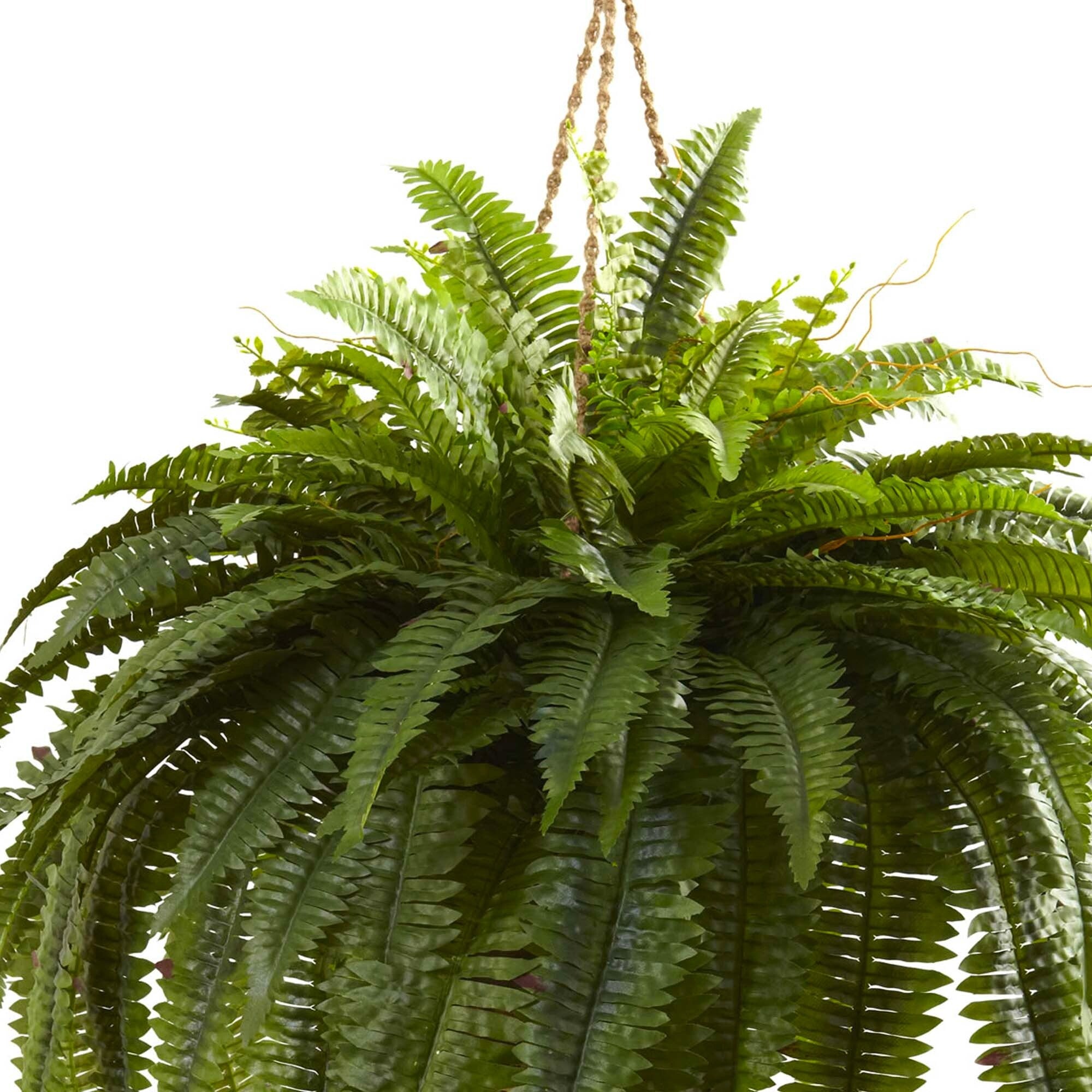 Double Giant Boston Fern Hanging Basket - Green