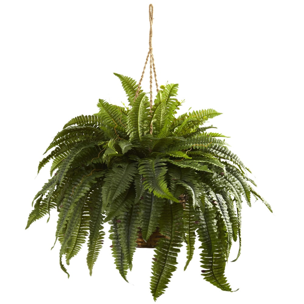 Double Giant Boston Fern Hanging Basket - Green