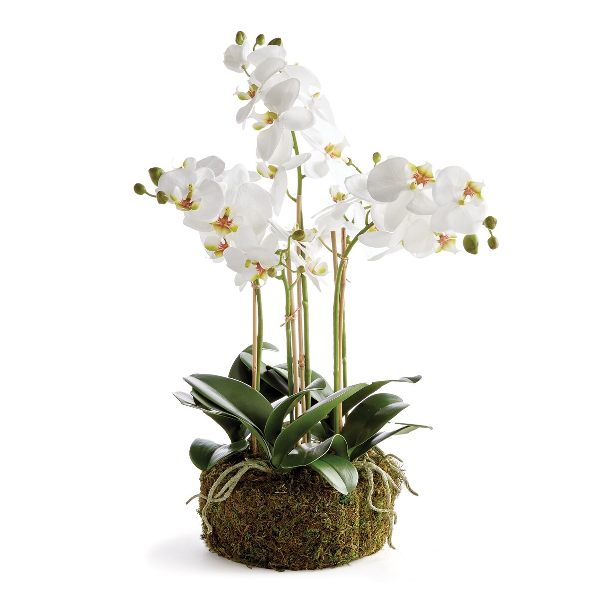 Phalaenopsis Orchid Bowl Drop-In