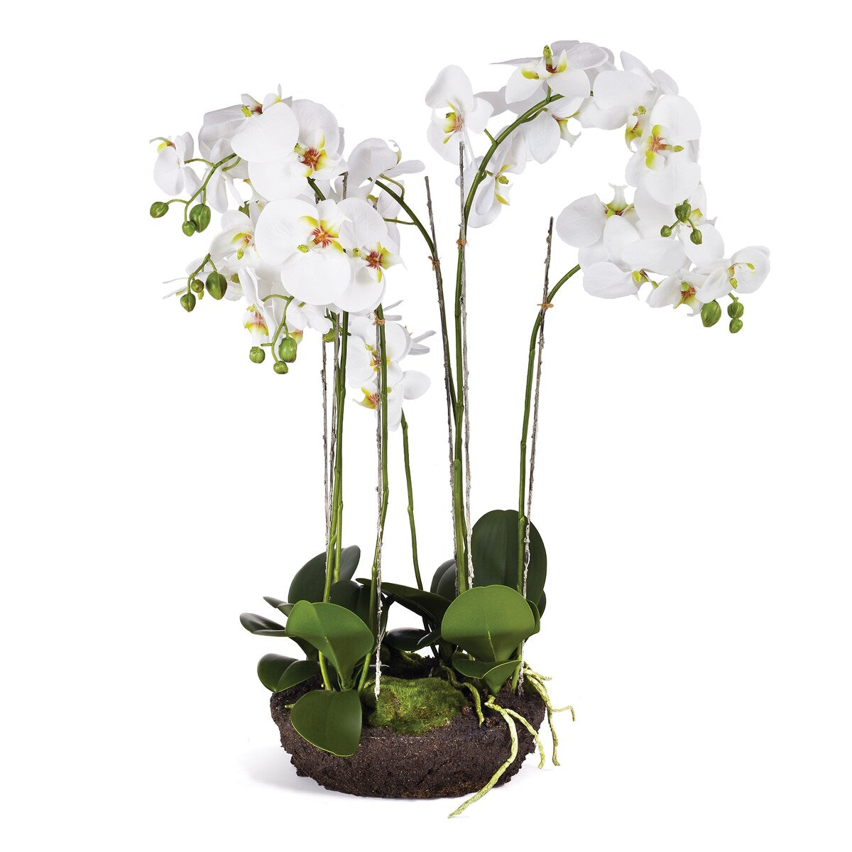 Phalaenopsis Orchid Bowl Drop-In