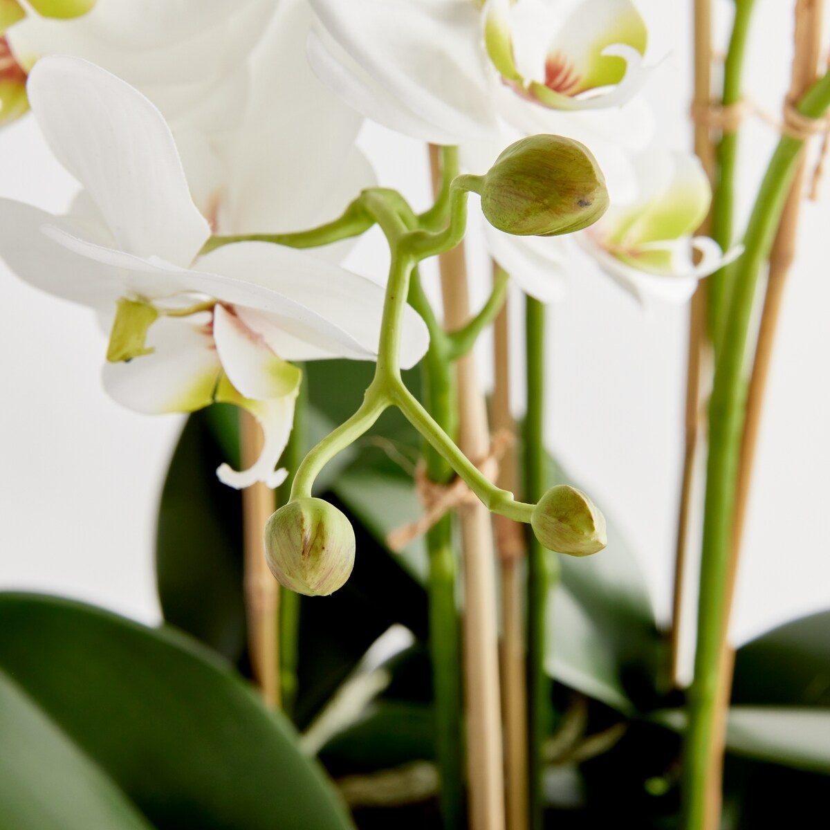 Phalaenopsis Orchid Bowl Drop-In