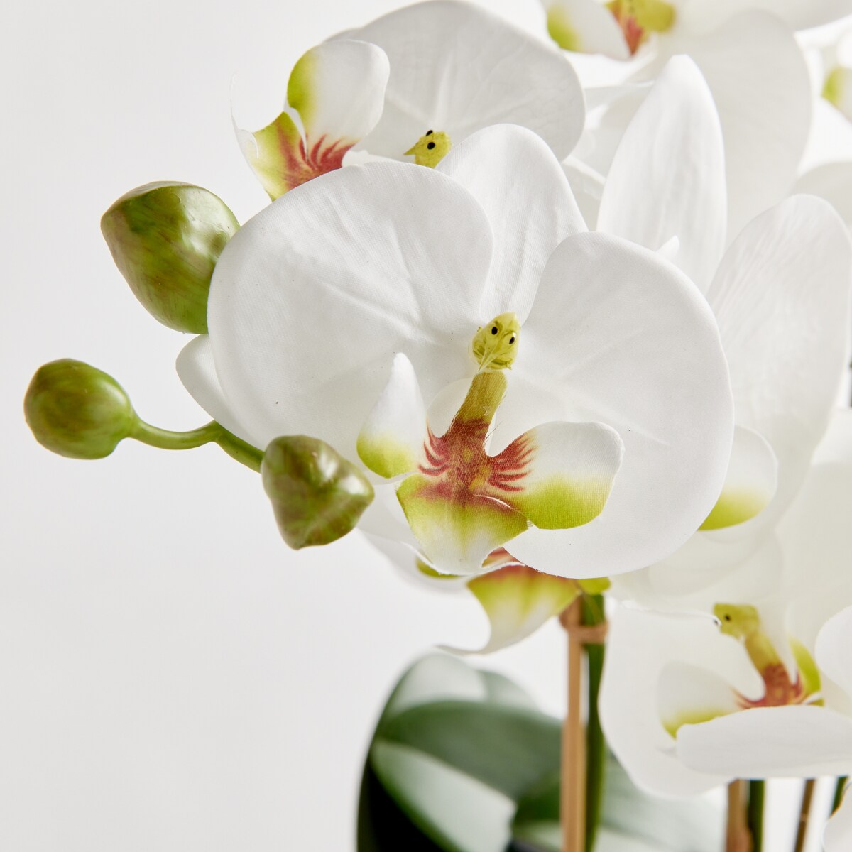 Phalaenopsis Orchid Bowl Drop-In