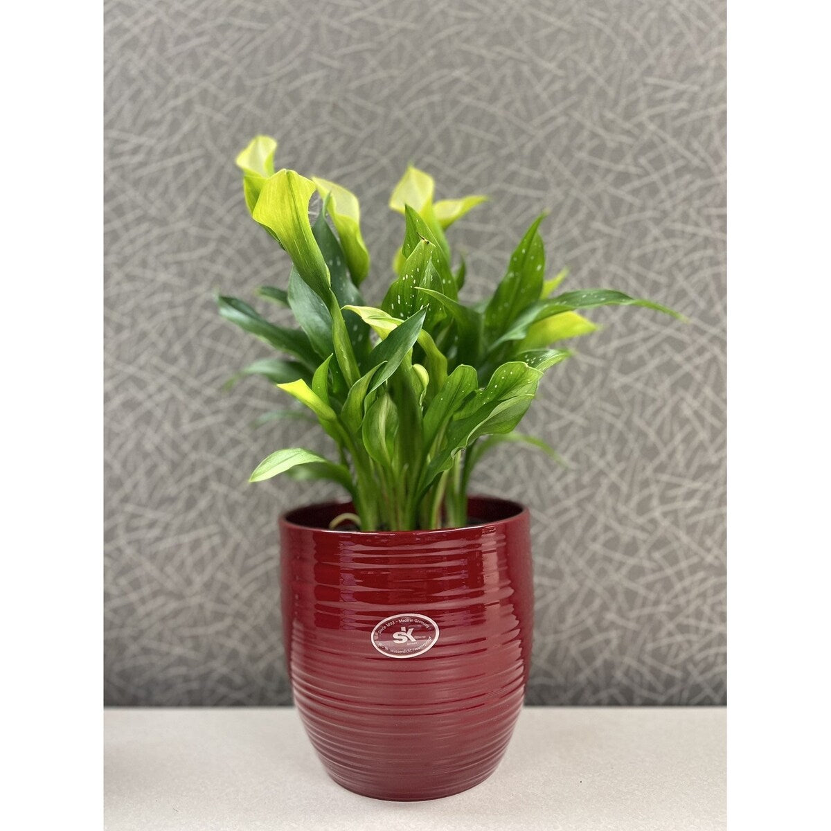 6.3 Ceramic Bergamo Indoor Plant Pots - White or Red