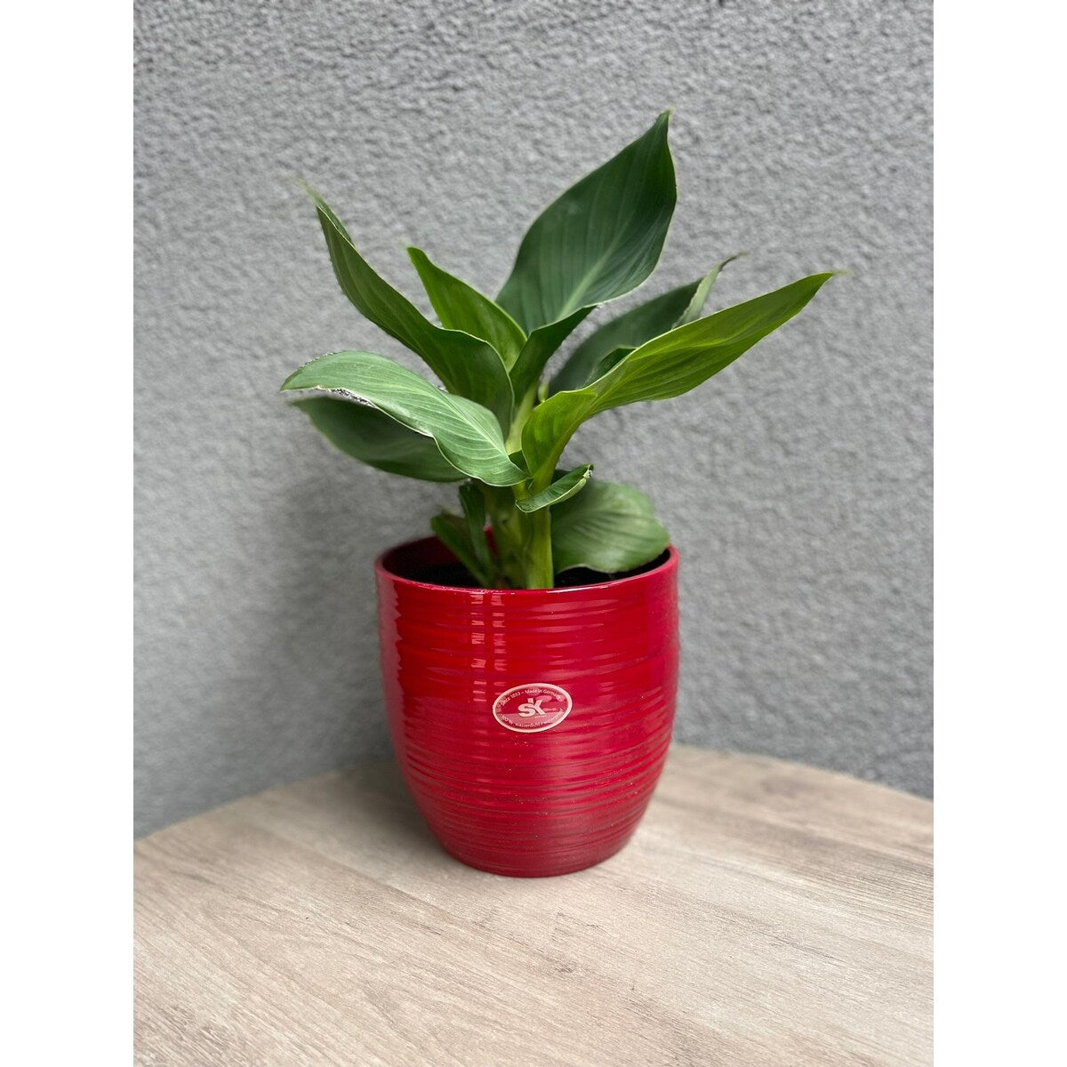 6.3 Ceramic Bergamo Indoor Plant Pots - White or Red