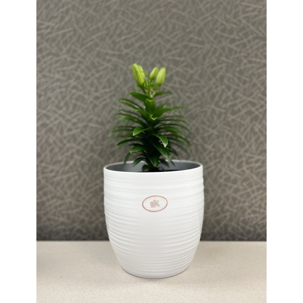 6.3 Ceramic Bergamo Indoor Plant Pots - White or Red