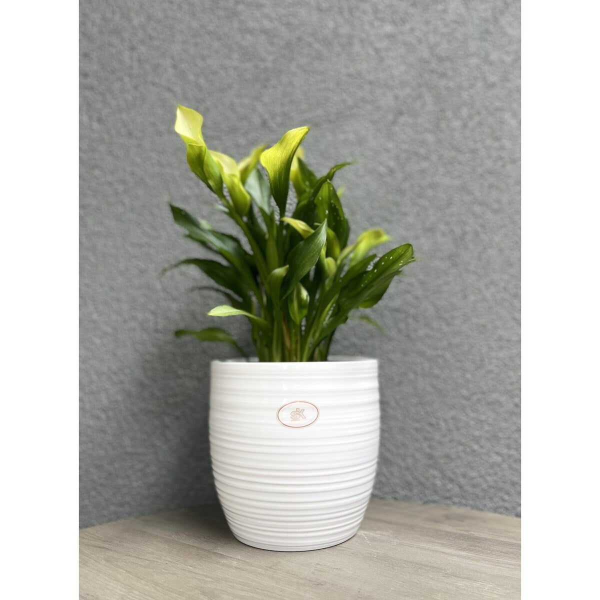 6.3 Ceramic Bergamo Indoor Plant Pots - White or Red