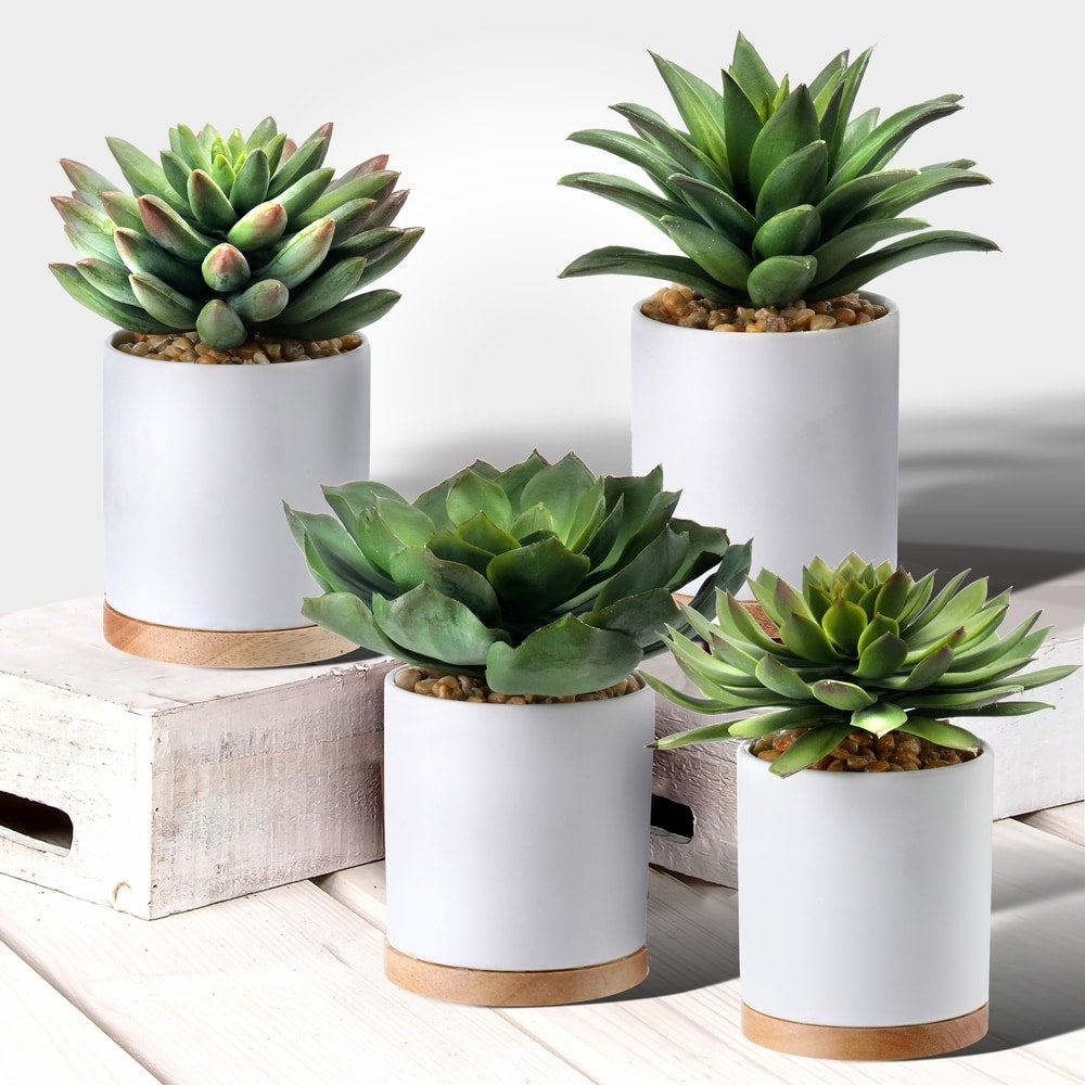 Potted Succulent 5.5-6.5 Set of 4