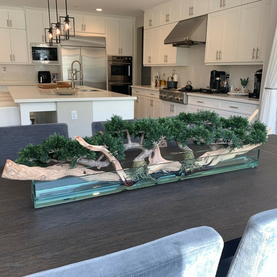 Trailing Cedar Bonsai on Glass Plate Planter