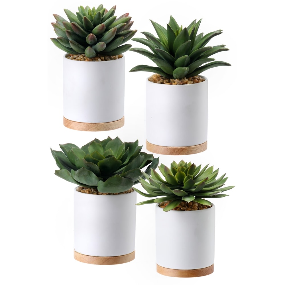 Potted Succulent 5.5-6.5 Set of 4