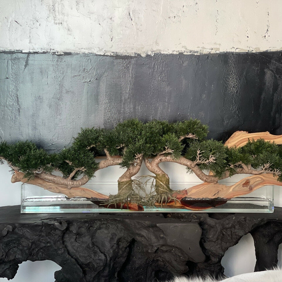 Trailing Cedar Bonsai on Glass Plate Planter